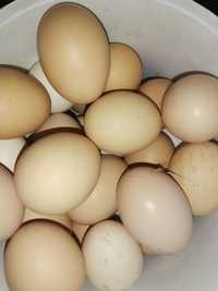 Vând ouă de casă proaspete
