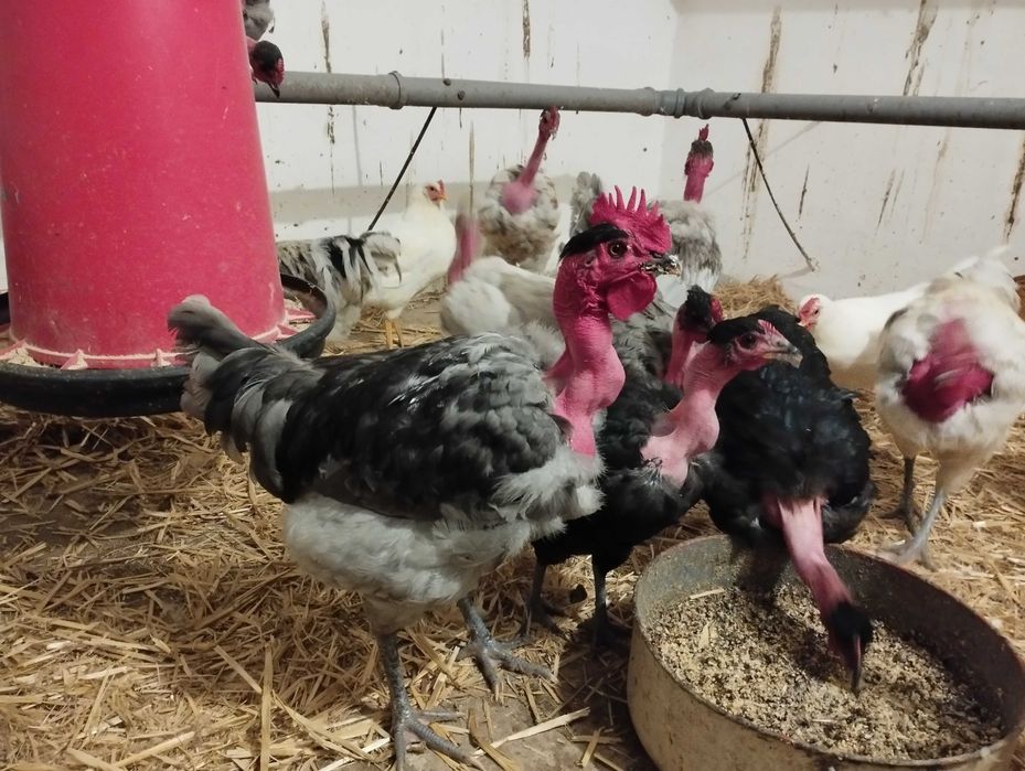 Cocoși de Gât Golaș de Transilvania si Leghorn
