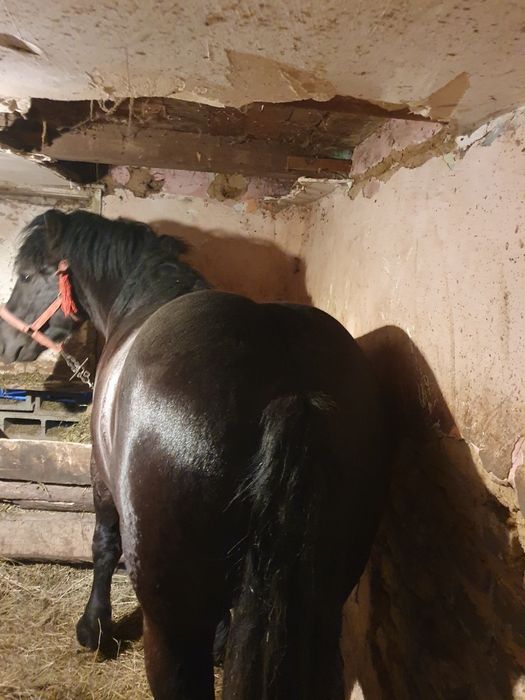 Mînz de vânzare foarte frumos