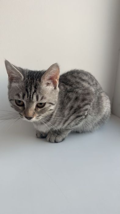 Котенок , 5/6 месяцев, с рождения у меня, милый , играет с детьми