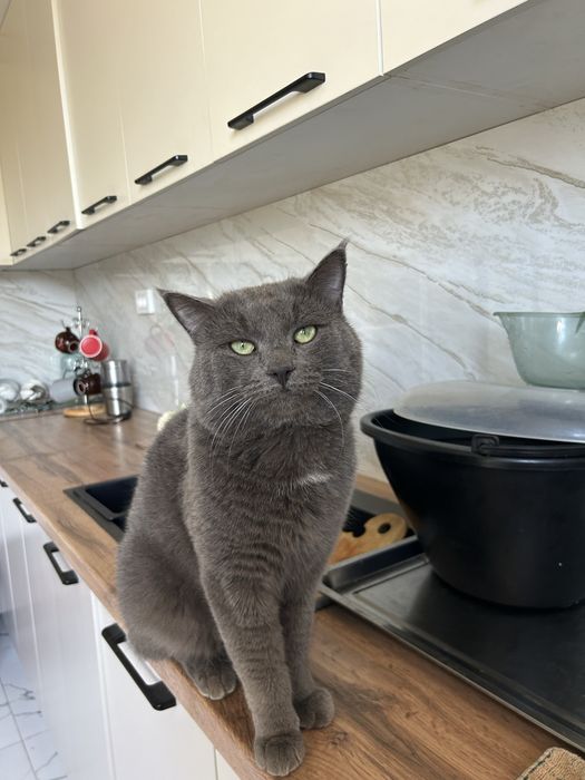 Пропал кот! Вознаграждение