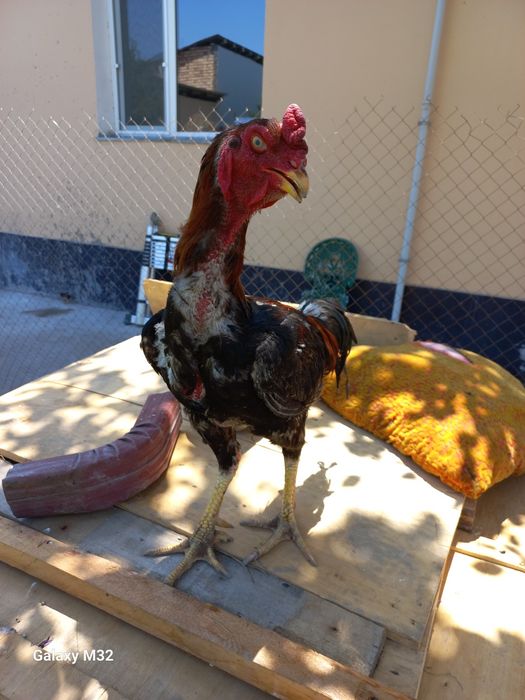 Ганой + япон зотидан олинган жужа хуроз сотувда