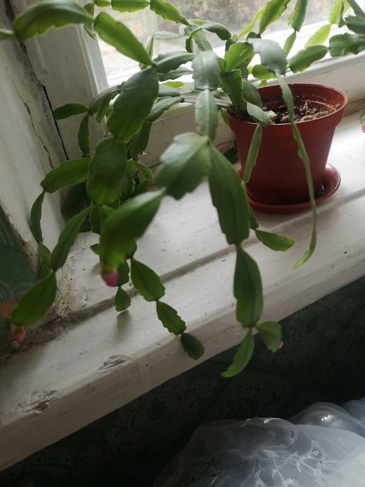 Декабрист, Рождественник, кактус Шлюмбергера.