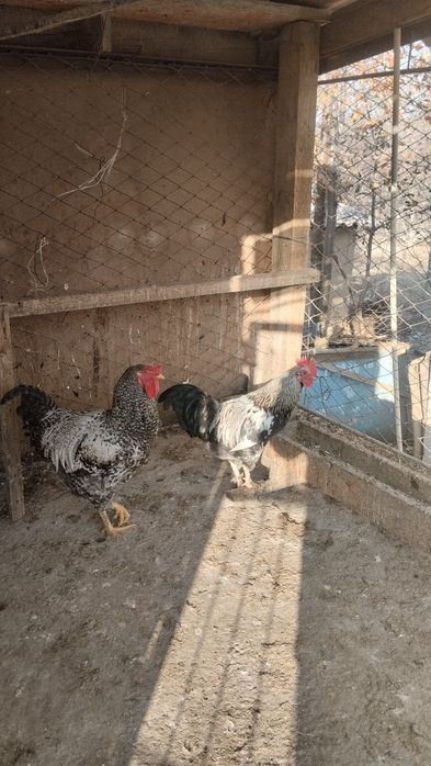 Әтештер сатылады