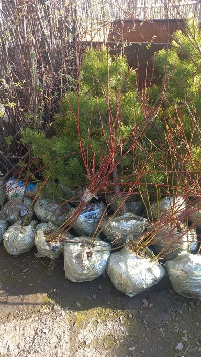 Продам в осортименте