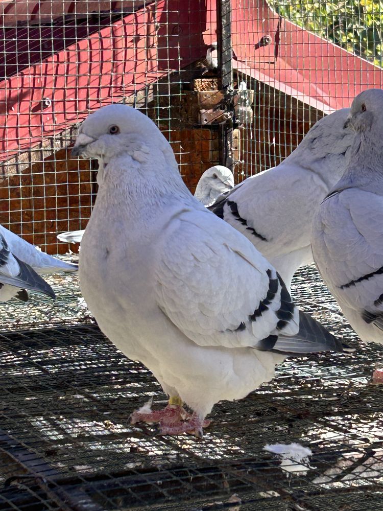 Porumbei standard sidefați