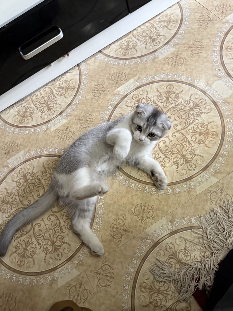 Скоттиш Фолд -  Scottish Fold