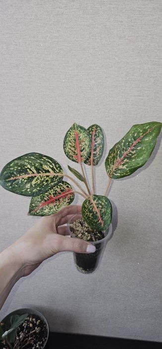 Аглаонемы адаптированные