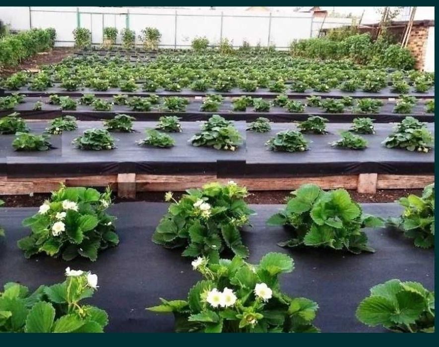 Агроволокно ишлаб чикарамиз