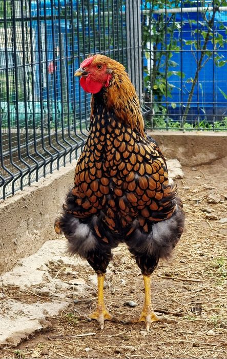 Cocoși Wyandotte gsg
