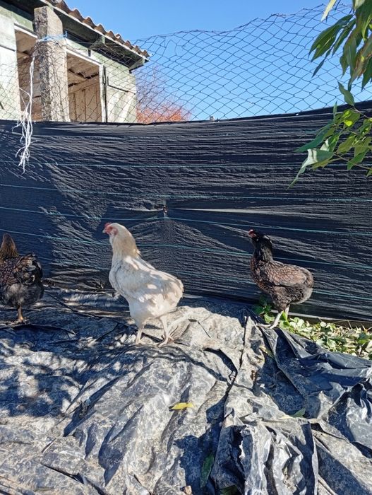 Cocos araucana, am doua bucăți