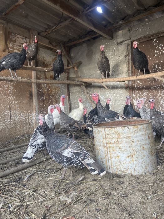 Индюшата, индюки.