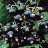 Sirop de coacaze negre