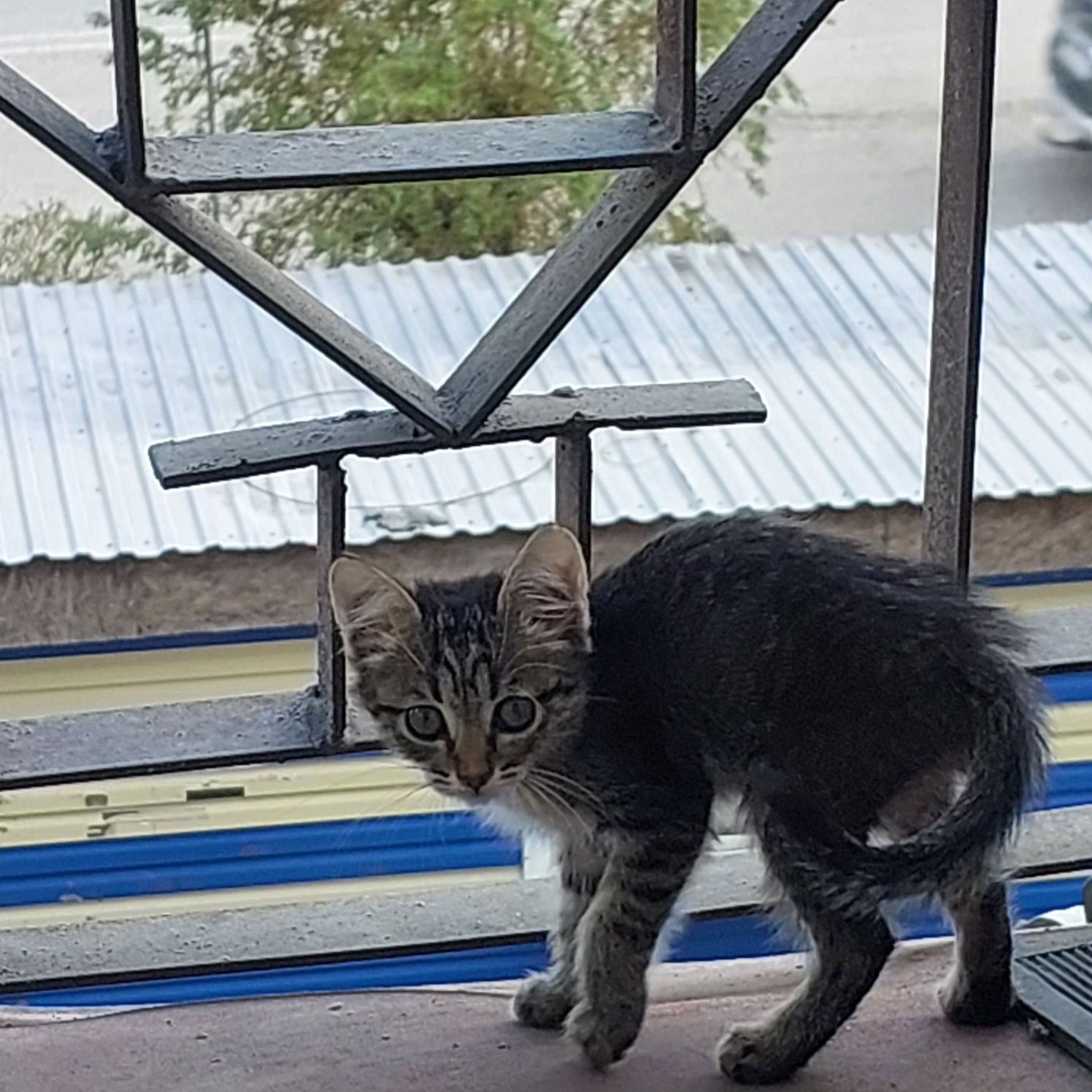 Кошка Бесплатно.