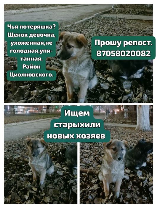 Потеряшка, ищет хозяев