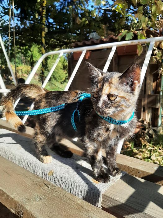 Женско коте на 4-5 месеца търси спешно дом!