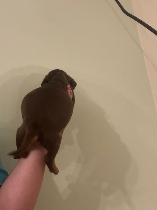 Femela Teckel  cu carnet de sanatate