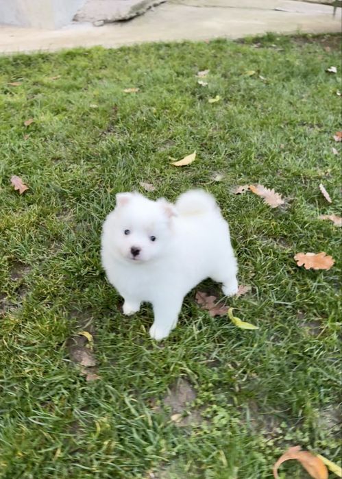 Померан момче. Померанче