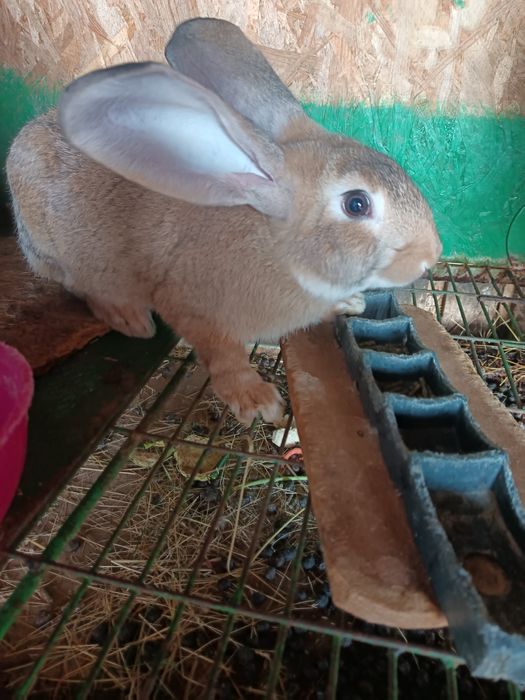 Doua iepuroaice 3luni și jumatate
