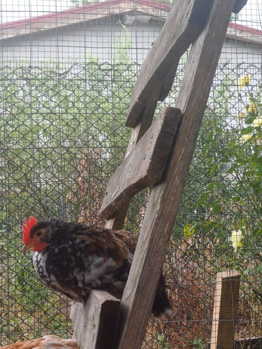 Vând cocoși pitici