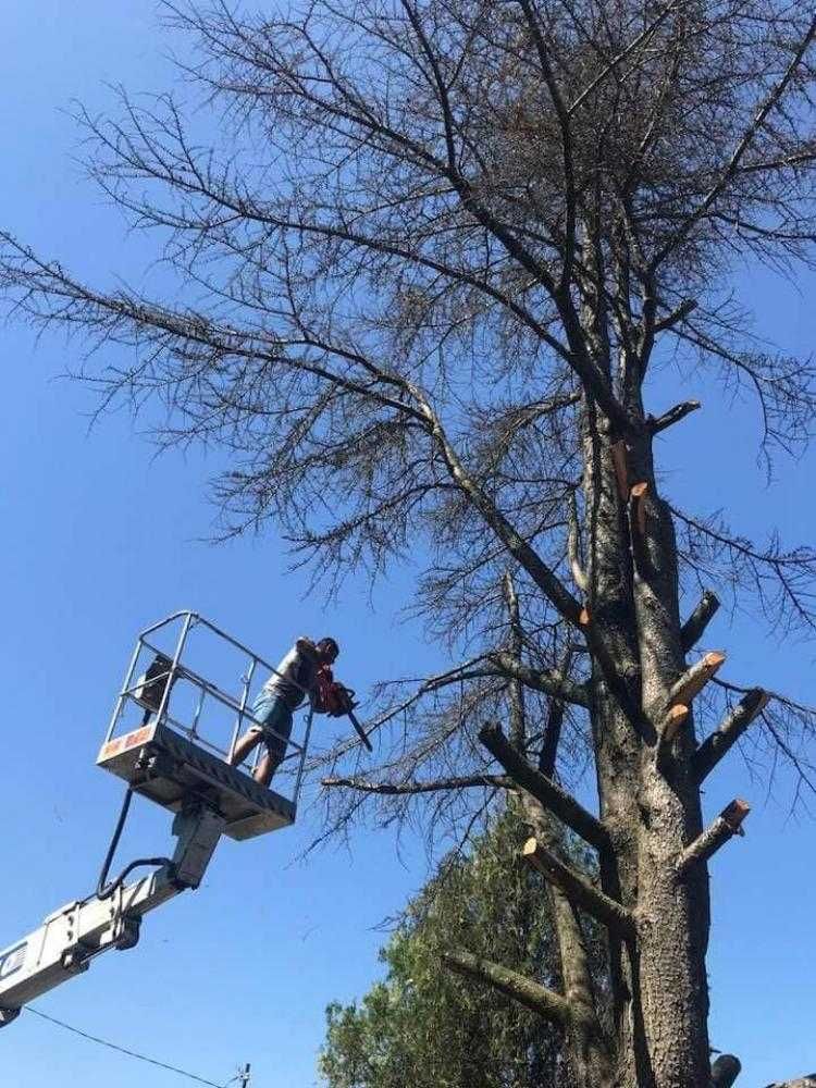Почистване сабаряне изнасяне косене