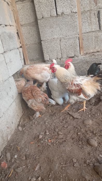 Тауық,қораз сатылады