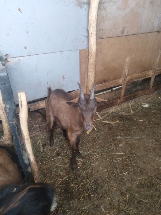 Vând capre 1600lei toate 5