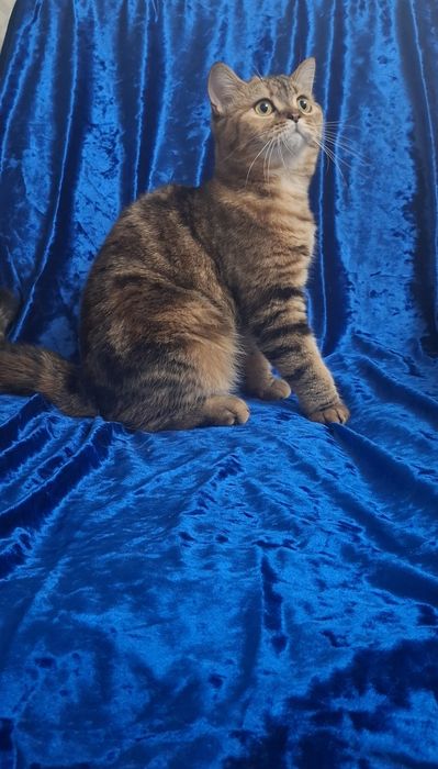 Котята Продам девочку шотландскую скотиш страйт,