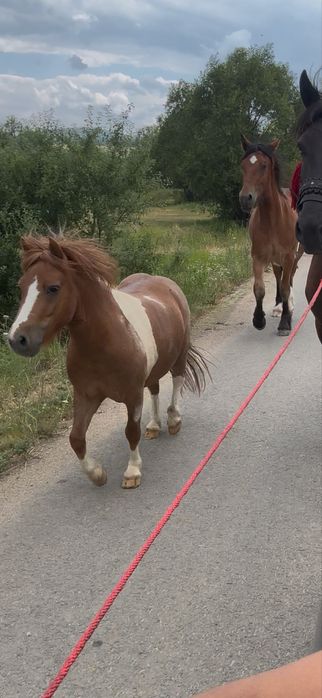 Vand ponei talie mica