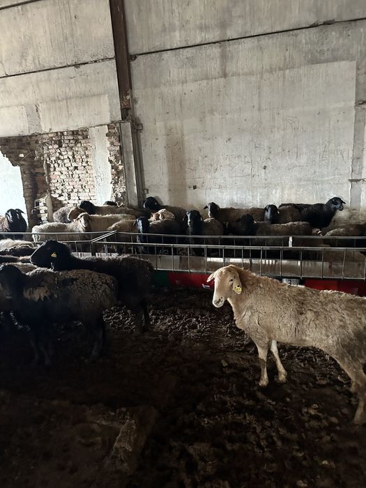 Шаруа қойлар сатамын