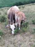 Vand vaca cu vitea