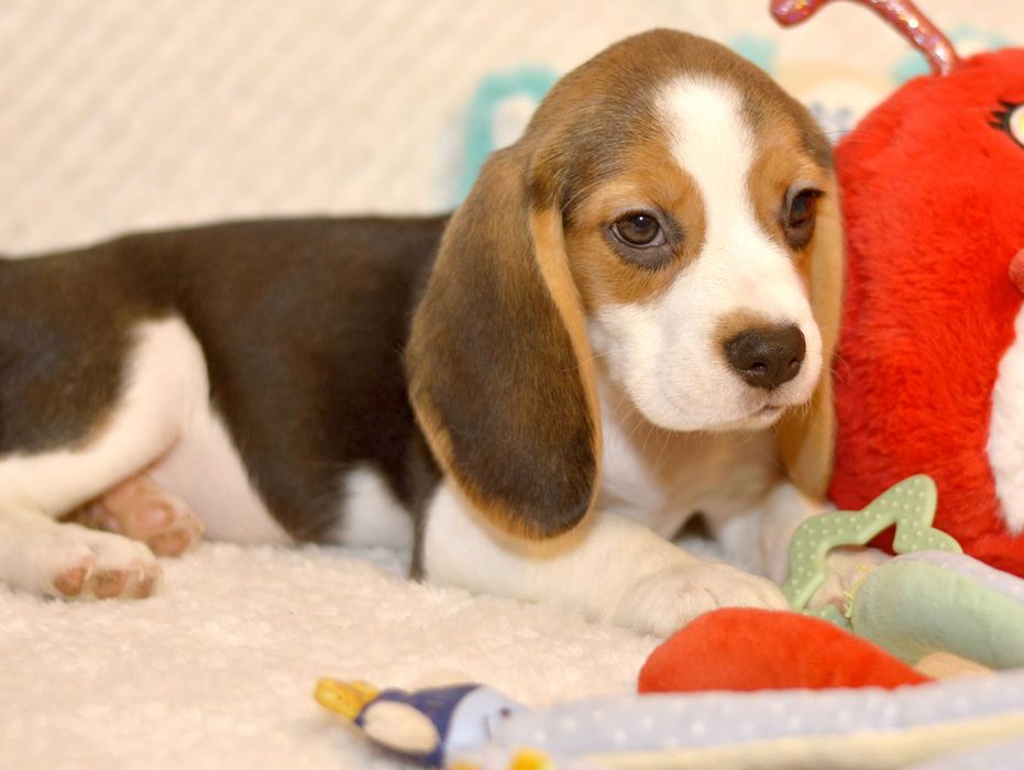 Femela Pui Beagle tricolor din parinti cu pedigree