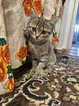 Марғау 2 айлық, тегін. Котенок 2 месяца, бесплатно.