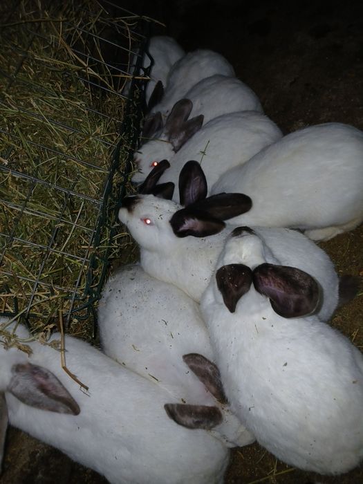 Iepurași de vânzare