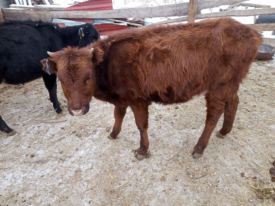 Бузаулар сатылады