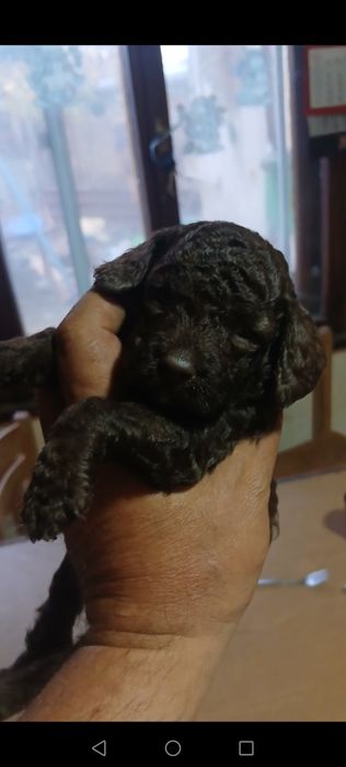 Мини пудел бебета търсят гриживни стопани