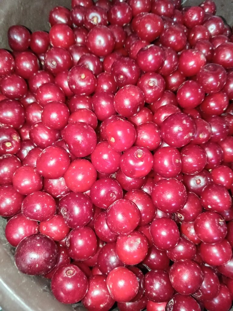 Продам вкусную вишню недорого