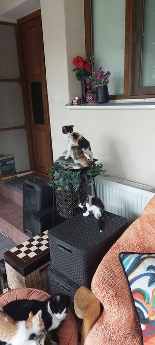 Motanei si pisicuta 8 saptamani