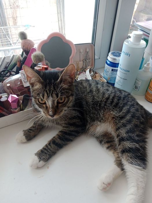 Кошка 1 годик мальчик