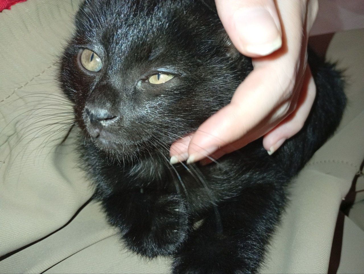 Отдаем котят в хорошие руки!!