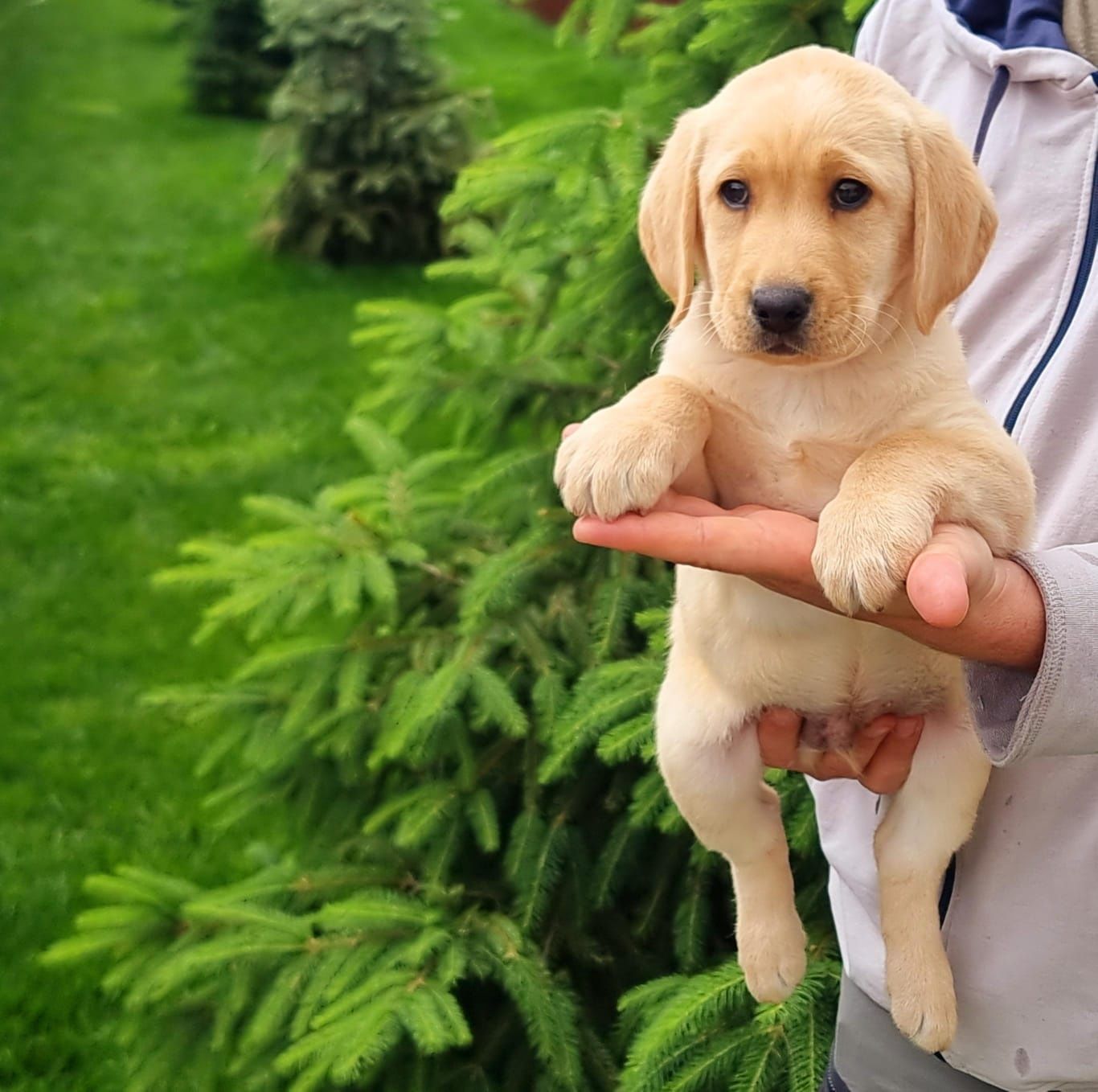 Labrador retriever
