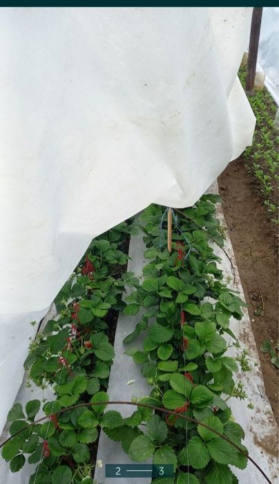 Агроволокно ишлаб чикарамиз