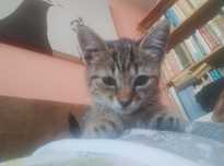 Подарявам красиво котенце.