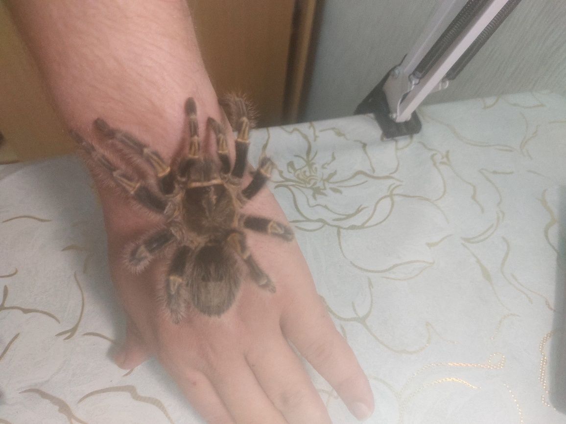 Адульт самка Grammostola pulchripes (aureostriata)