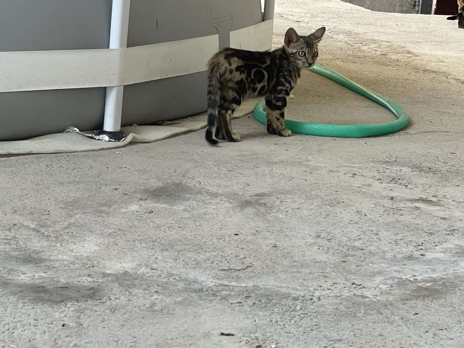 Bengal ogil tozza zot