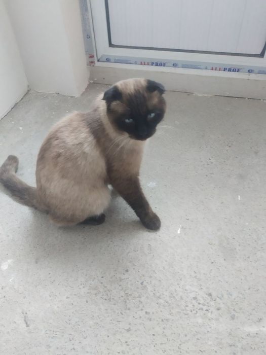 Siyamskiy mushuk toza zotli oʻgʻil bola