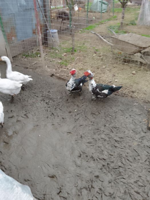 Vând rate mute, rate românești și rate rouene