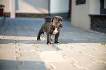 Rezervare catei cane corso