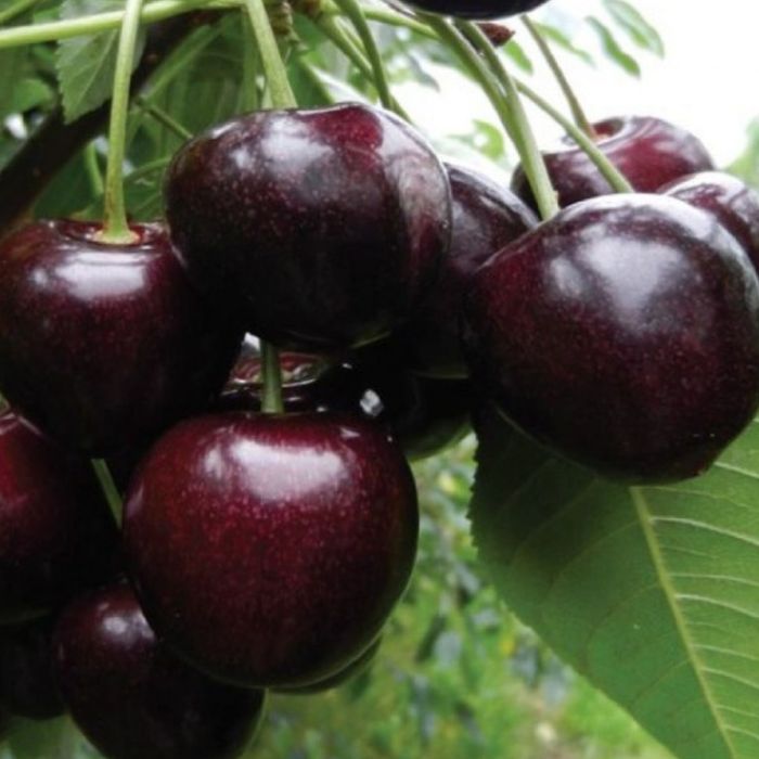 Pomi fructiferi deosebiti  Cires de August soiul  George