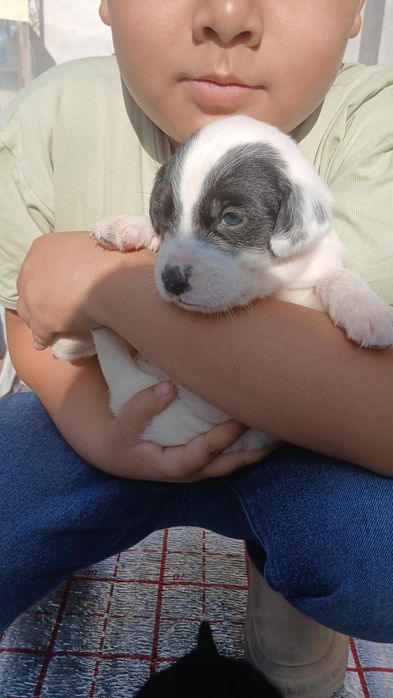 Гайир соглом кучук болалари